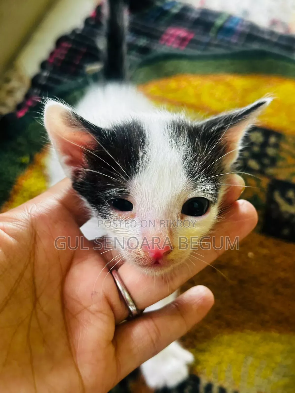1-3 Months Male Purebred Bengal