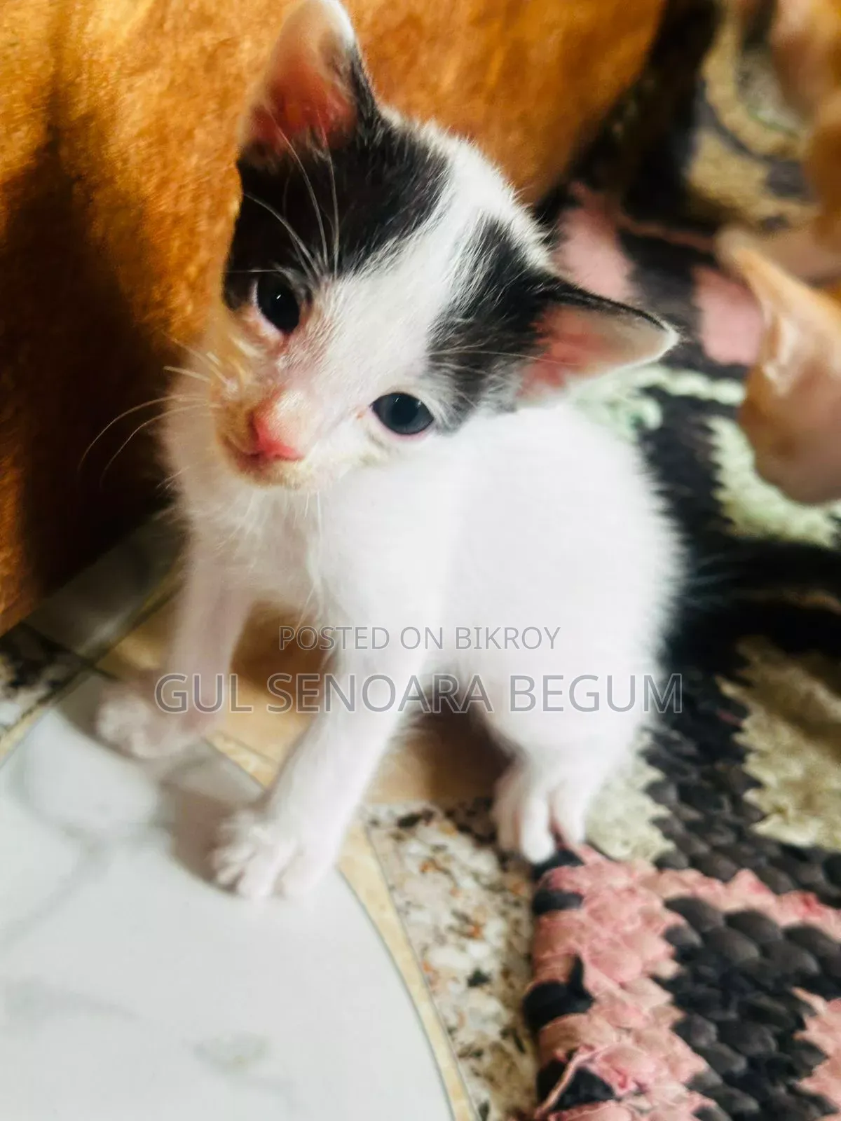 1-3 Months Male Purebred Bengal