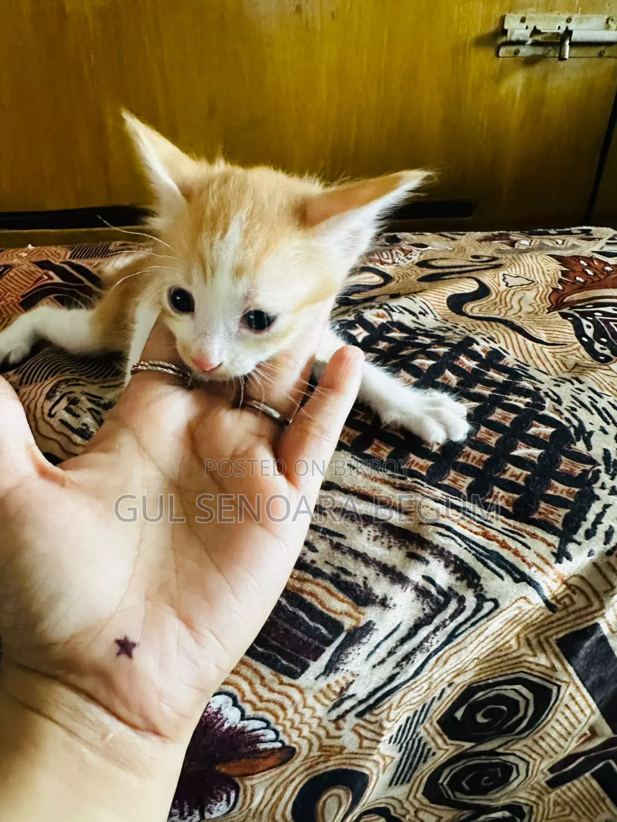 1-3 Months Male Purebred Bengal