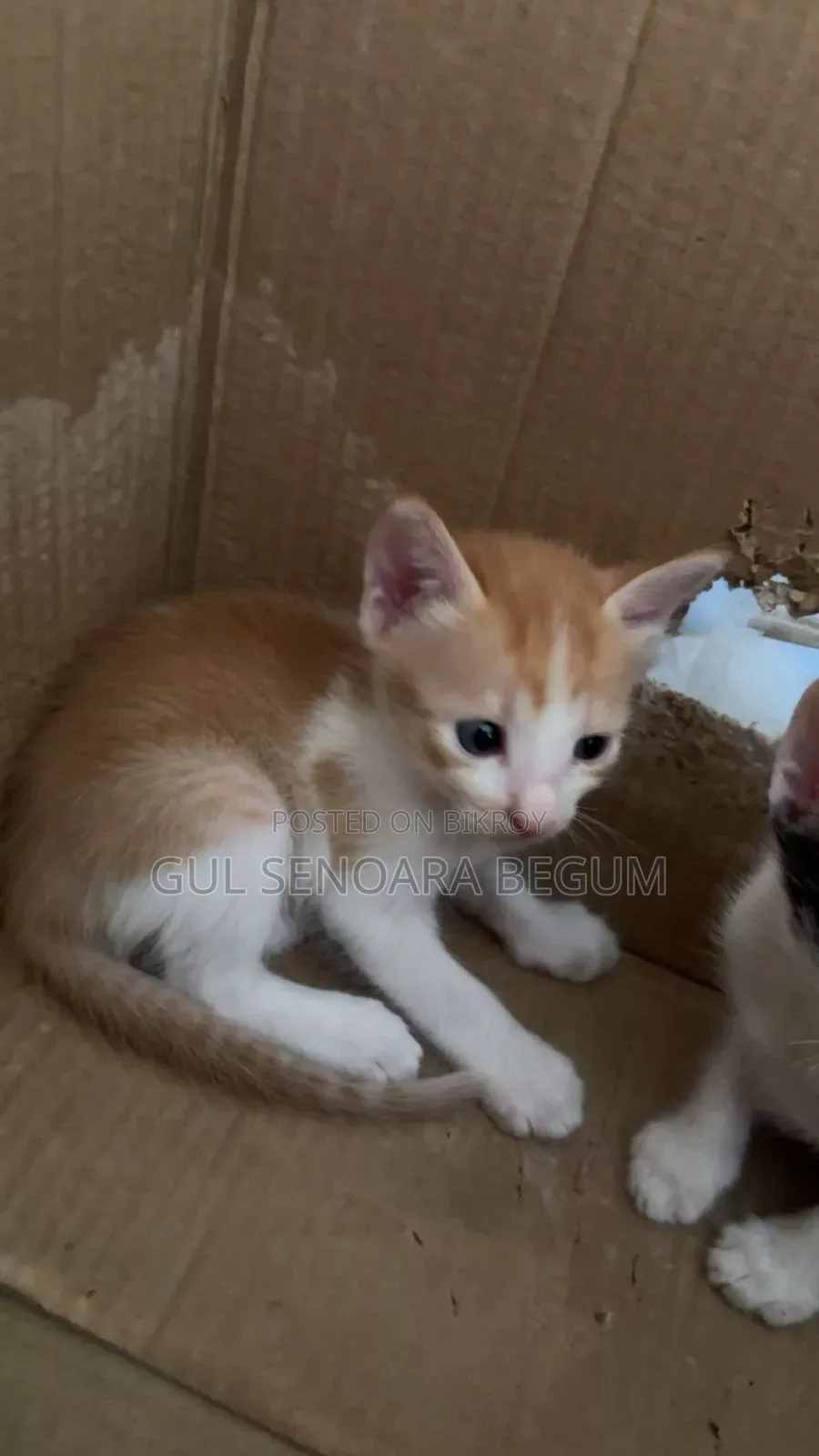 1-3 Months Male Purebred Bengal