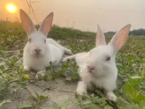 Selling Two Rabbits Due to Personal Reasons
