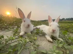 Selling Two Rabbits Due to Personal Reasons