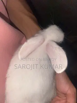 Selling Two Rabbits Due to Personal Reasons