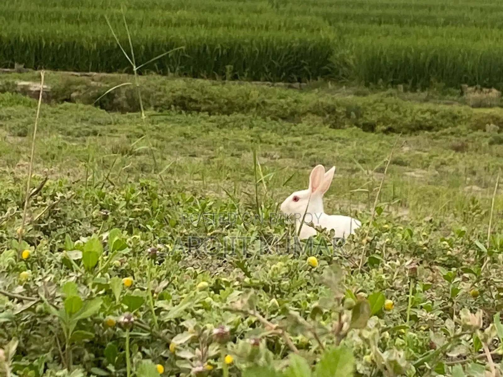 Selling Two Rabbits Due to Personal Reasons
