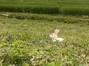 Selling Two Rabbits Due to Personal Reasons