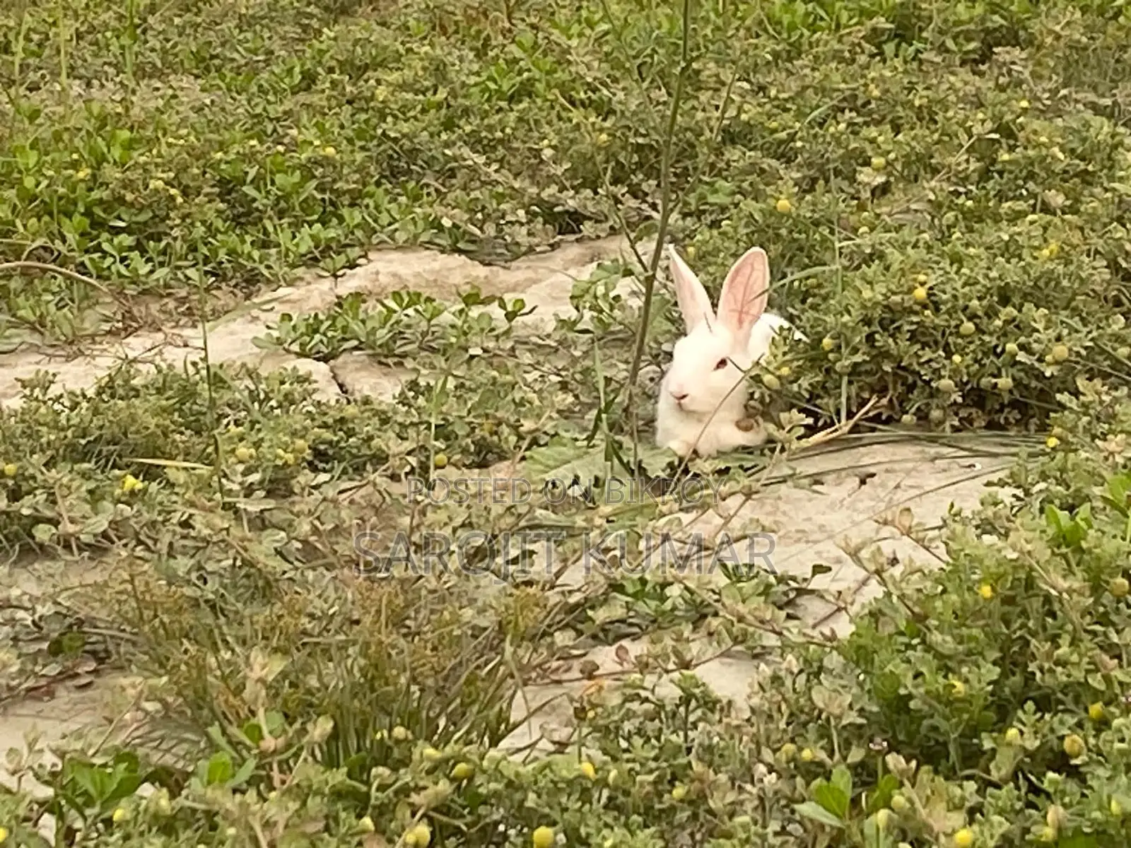 Selling Two Rabbits Due to Personal Reasons
