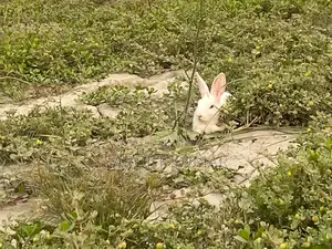 Selling Two Rabbits Due to Personal Reasons