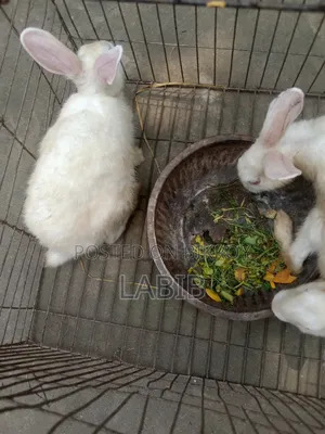 সাদা খরগোশ