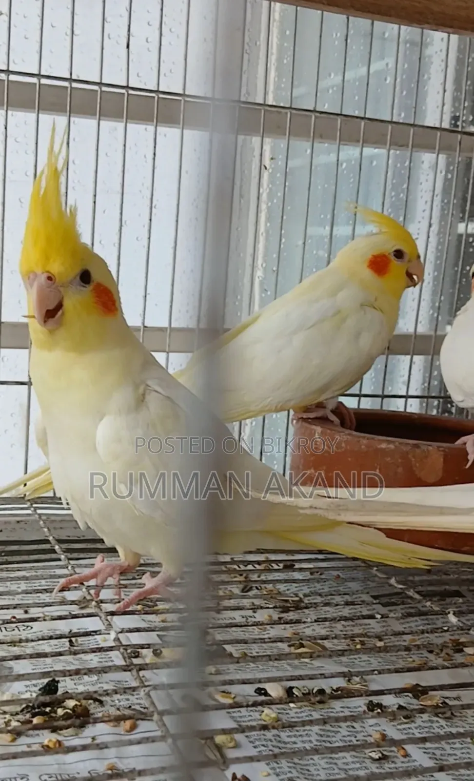 Tame Cockatiel Babies | Self-Feed