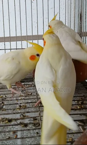 Tame Cockatiel Babies | Self-Feed