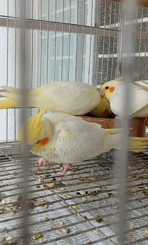 Tame Cockatiel Babies | Self-Feed