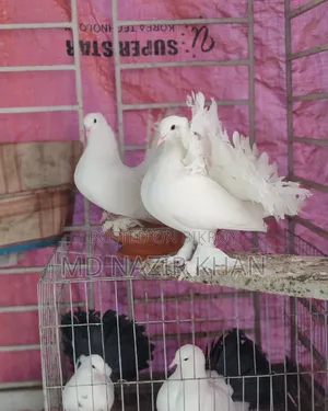 Pair of Lokkha Pigeons. Running Lokkha
