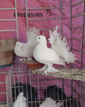 Pair of Lokkha Pigeons. Running Lokkha