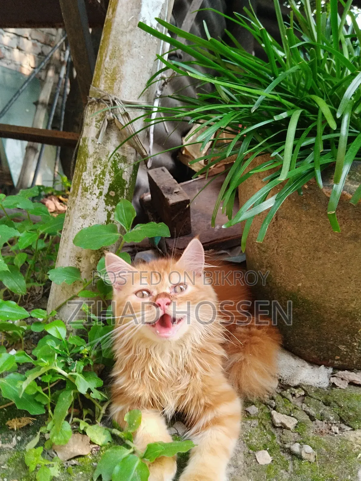 ১-৩ মাস বয়সী খাঁটি পার্সিয়ান বিড়ালছানা