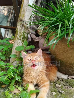 ১-৩ মাস বয়সী খাঁটি পার্সিয়ান বিড়ালছানা