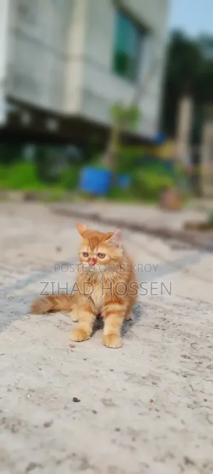 ১-৩ মাস বয়সী খাঁটি পার্সিয়ান বিড়ালছানা