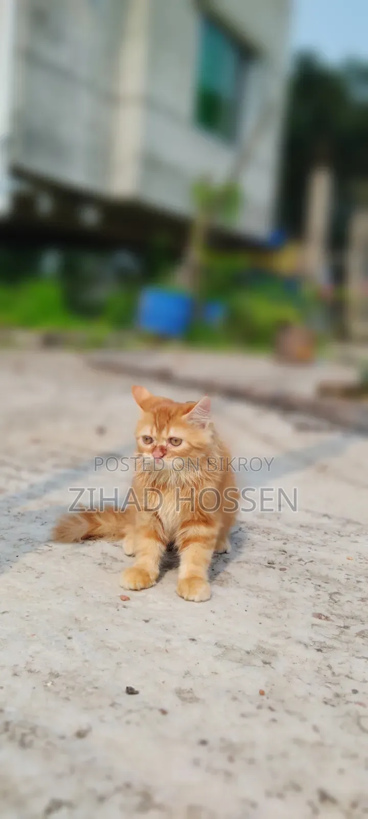 ১-৩ মাস বয়সী খাঁটি পার্সিয়ান বিড়ালছানা