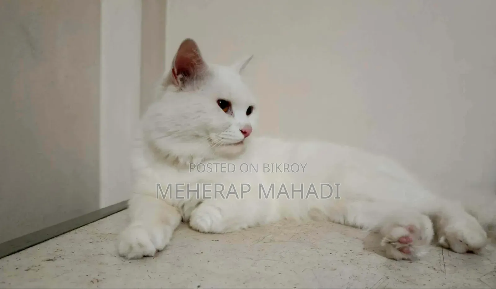 1+ Year Male Purebred Persian