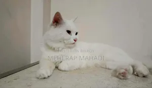 1+ Year Male Purebred Persian