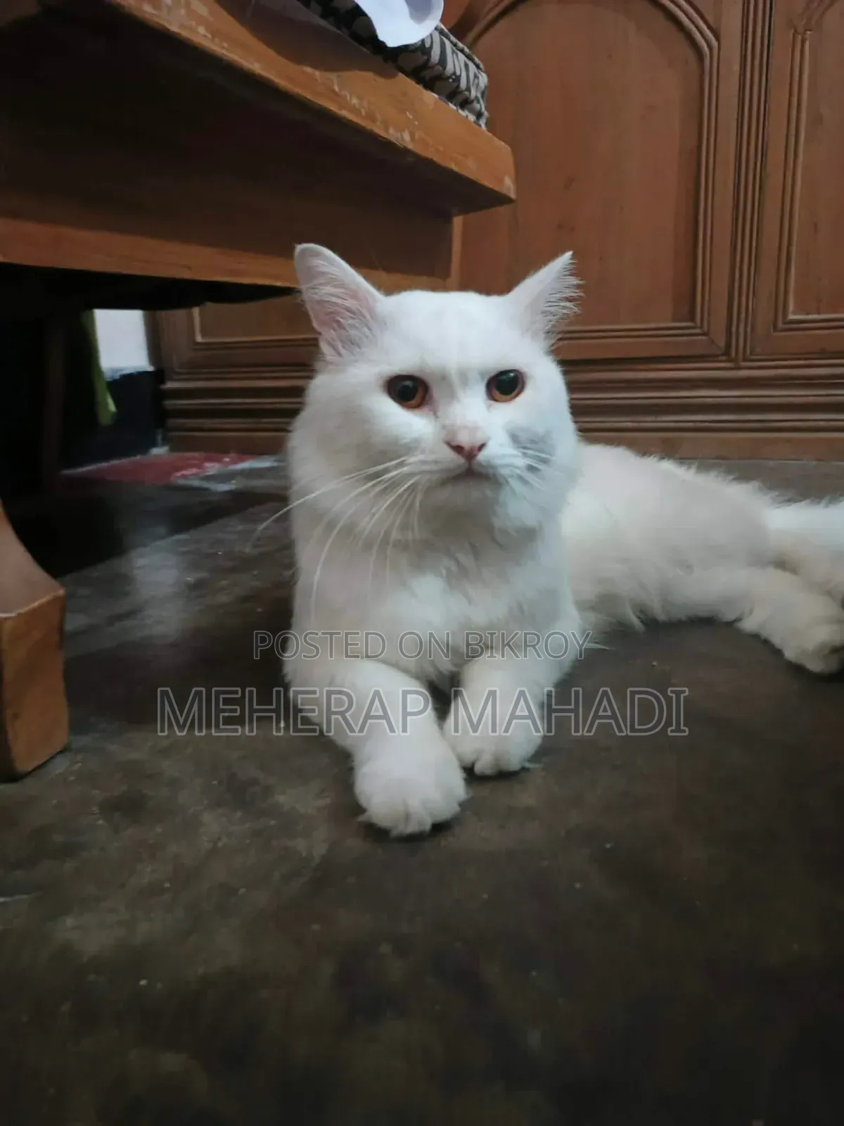 1+ Year Male Purebred Persian