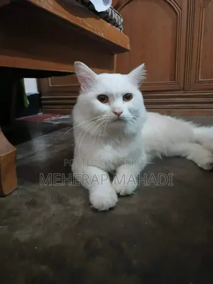 1+ Year Male Purebred Persian