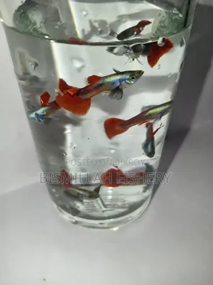 Red Tail Platinum Dambo Ear RTP