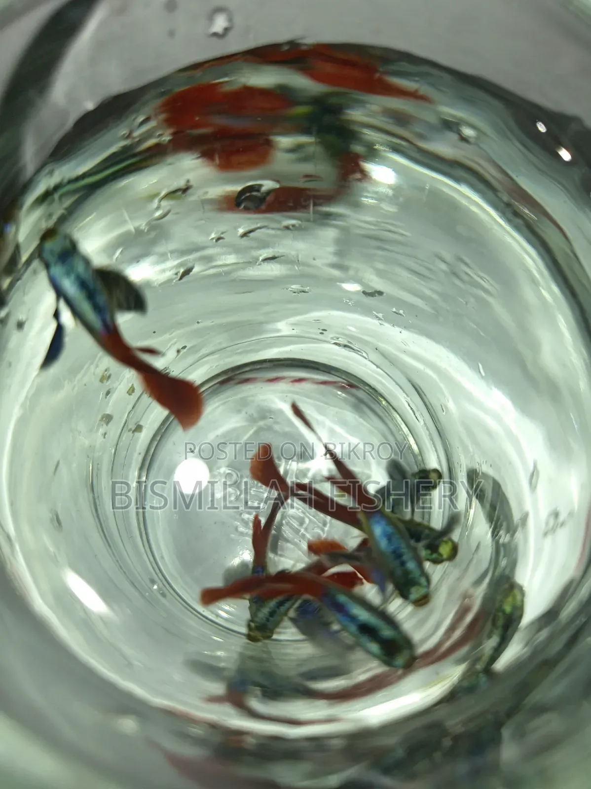 Red Tail Platinum Dambo Ear RTP
