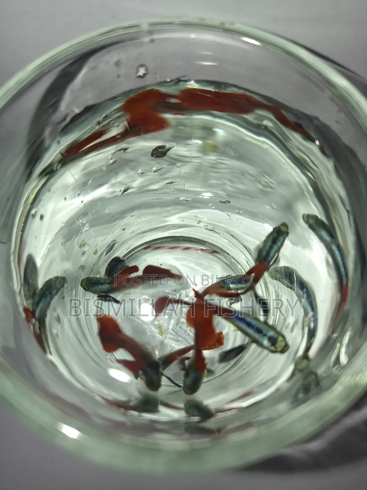 Red Tail Platinum Dambo Ear RTP