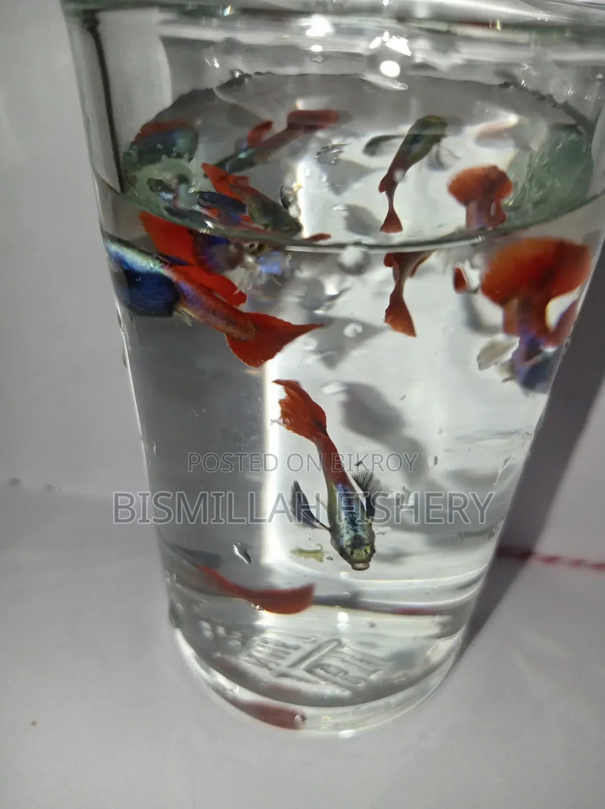 Red Tail Platinum Dambo Ear RTP