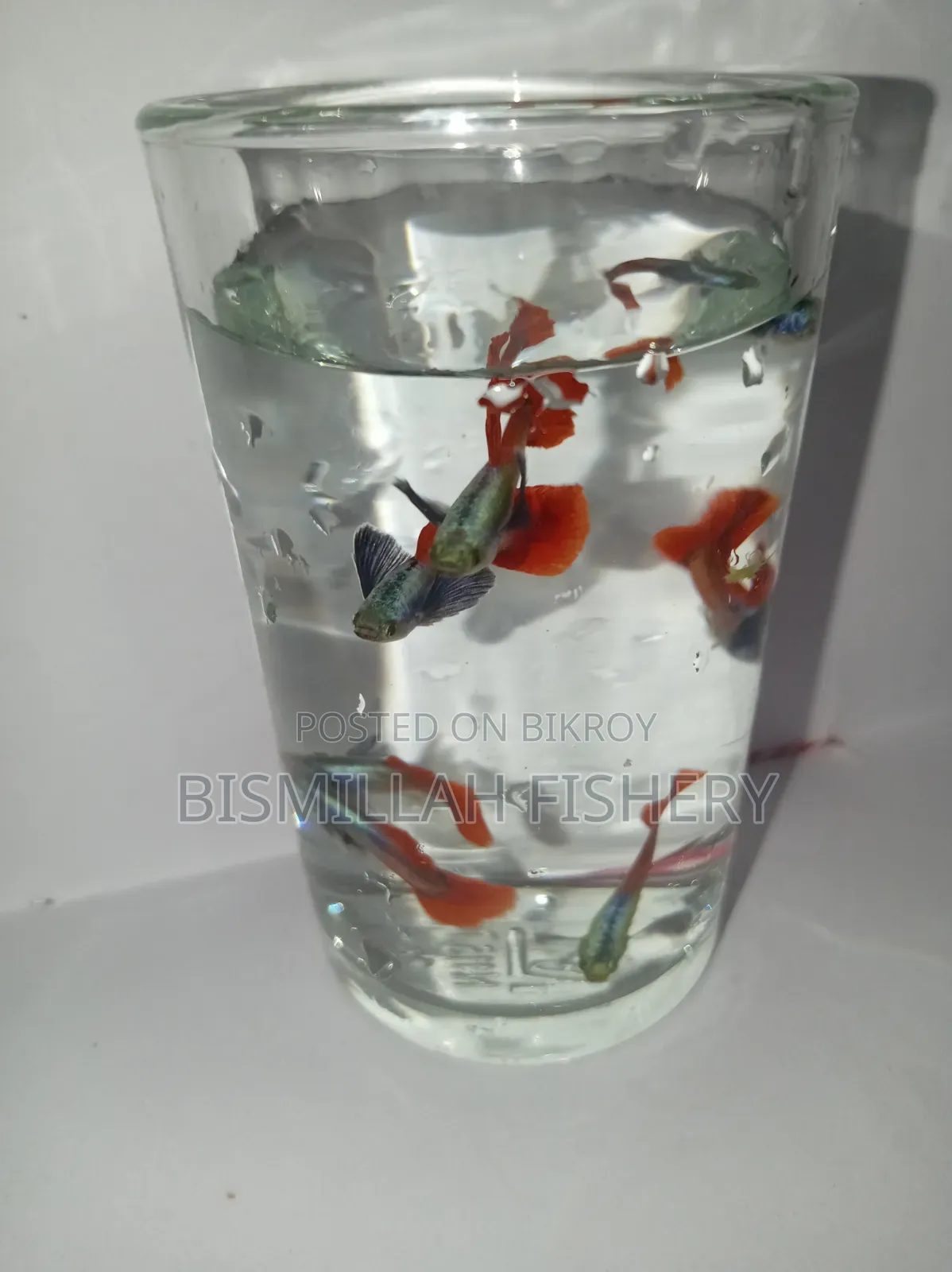 Red Tail Platinum Dambo Ear RTP