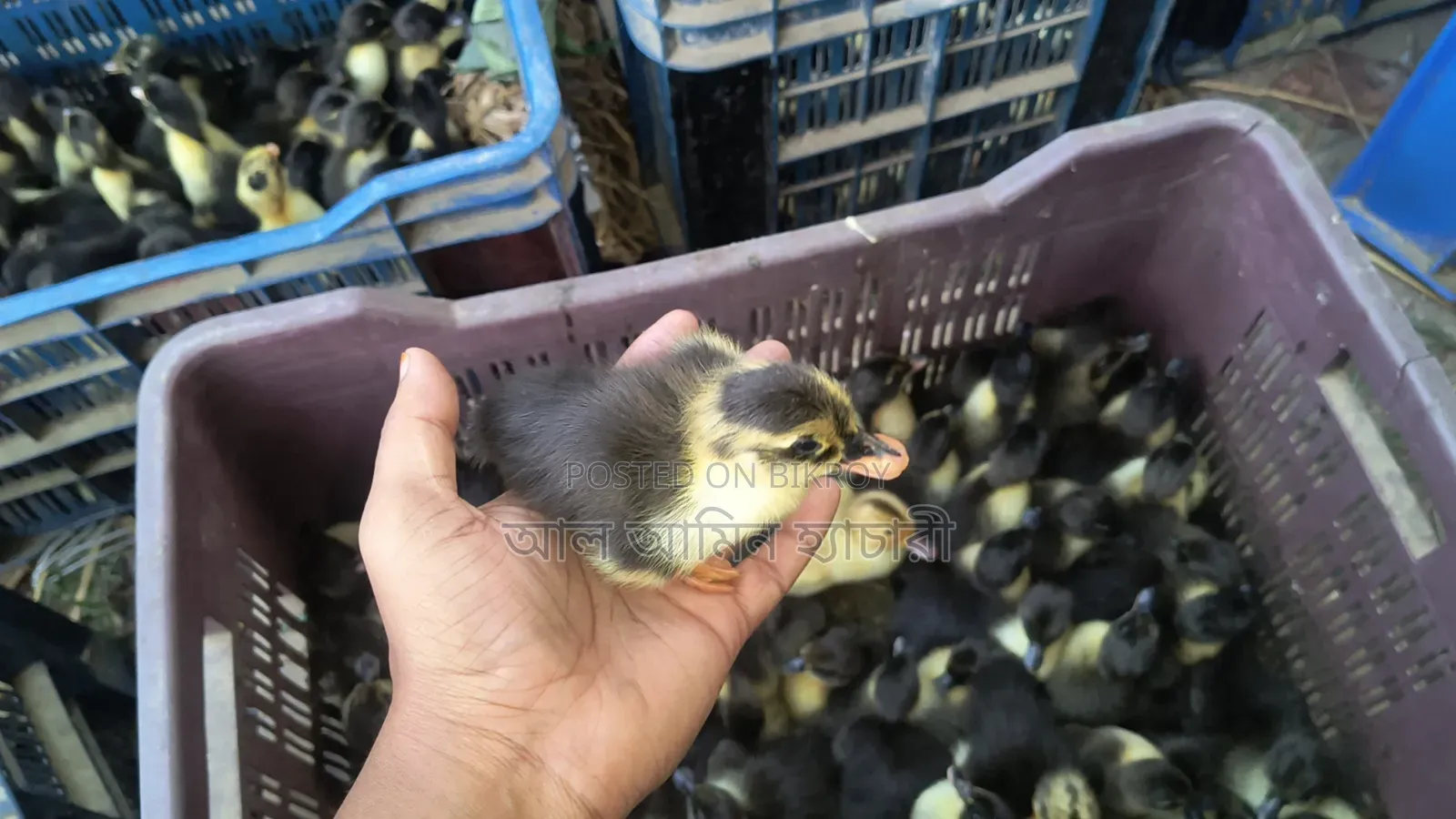 Booking Open for Black Hole and Indian Runner Ducklings!