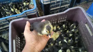 Booking Open for Black Hole and Indian Runner Ducklings!