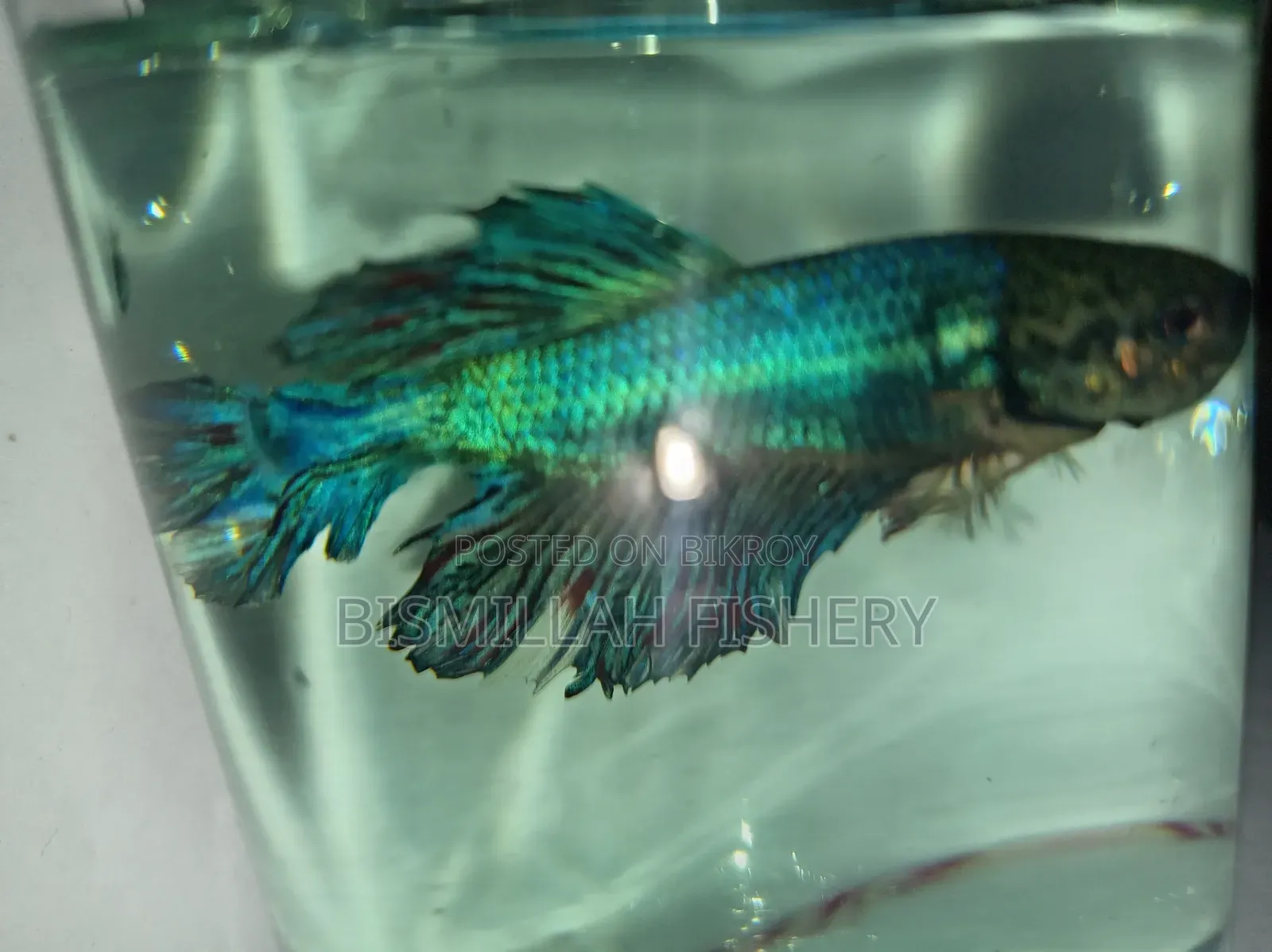 Crowntail Betta Fish