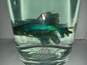 Crowntail Betta Fish