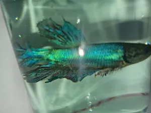 Crowntail Betta Fish