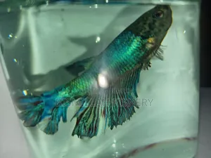 Crowntail Betta Fish