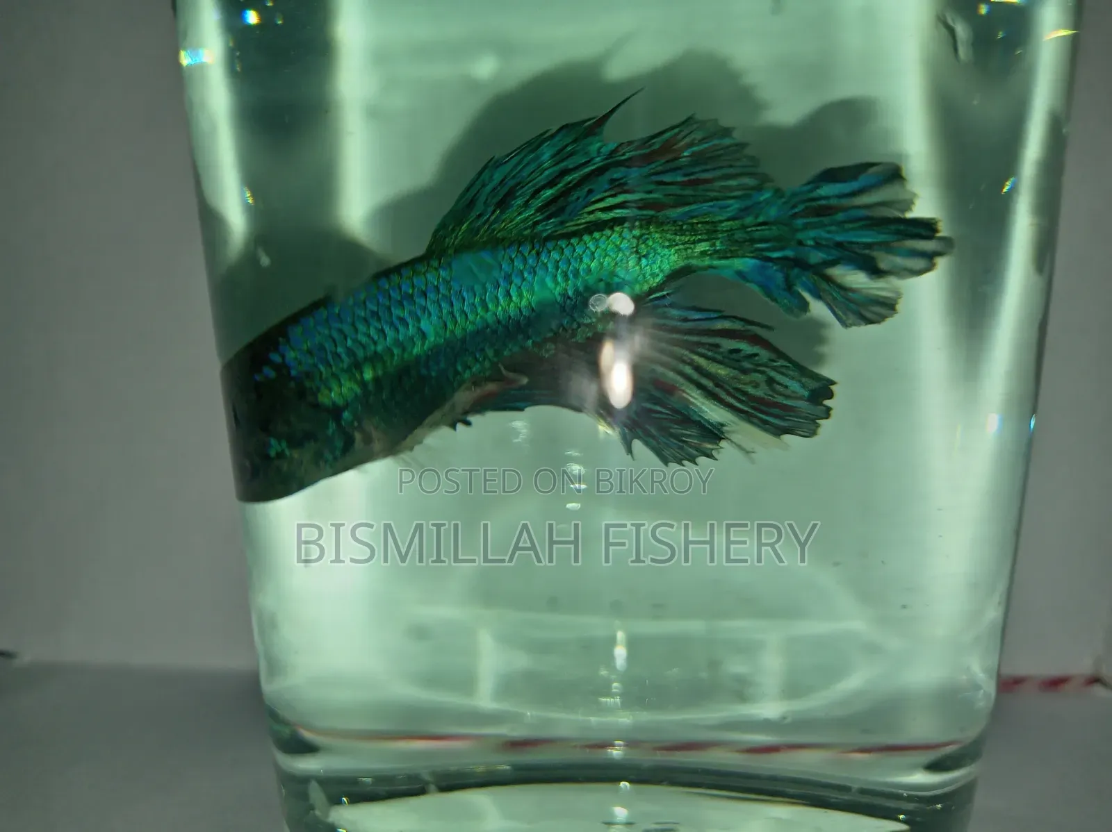Crowntail Betta Fish