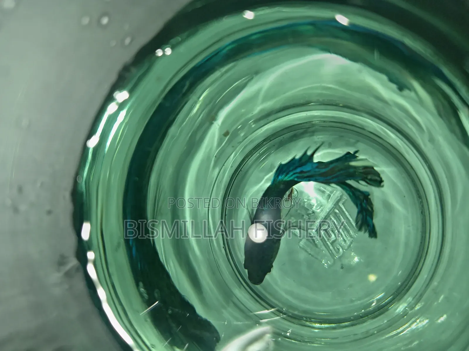 Crowntail Betta Fish