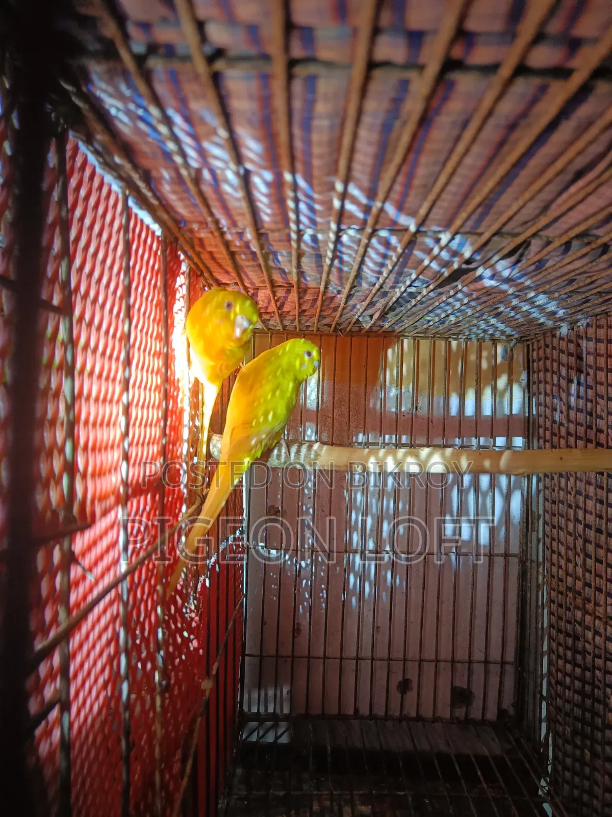লুটিনো বাজরিকা