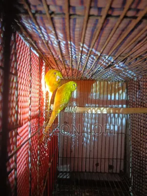 লুটিনো বাজরিকা