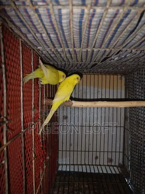 লুটিনো বাজরিকা