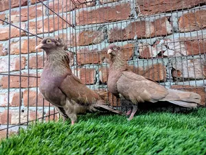 Bombay Pigeon