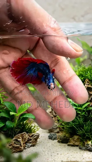 Bred Betta Fish (Quality Full)