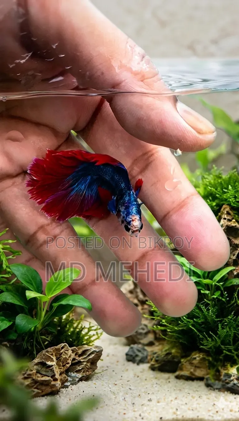 Bred Betta Fish (Quality Full)