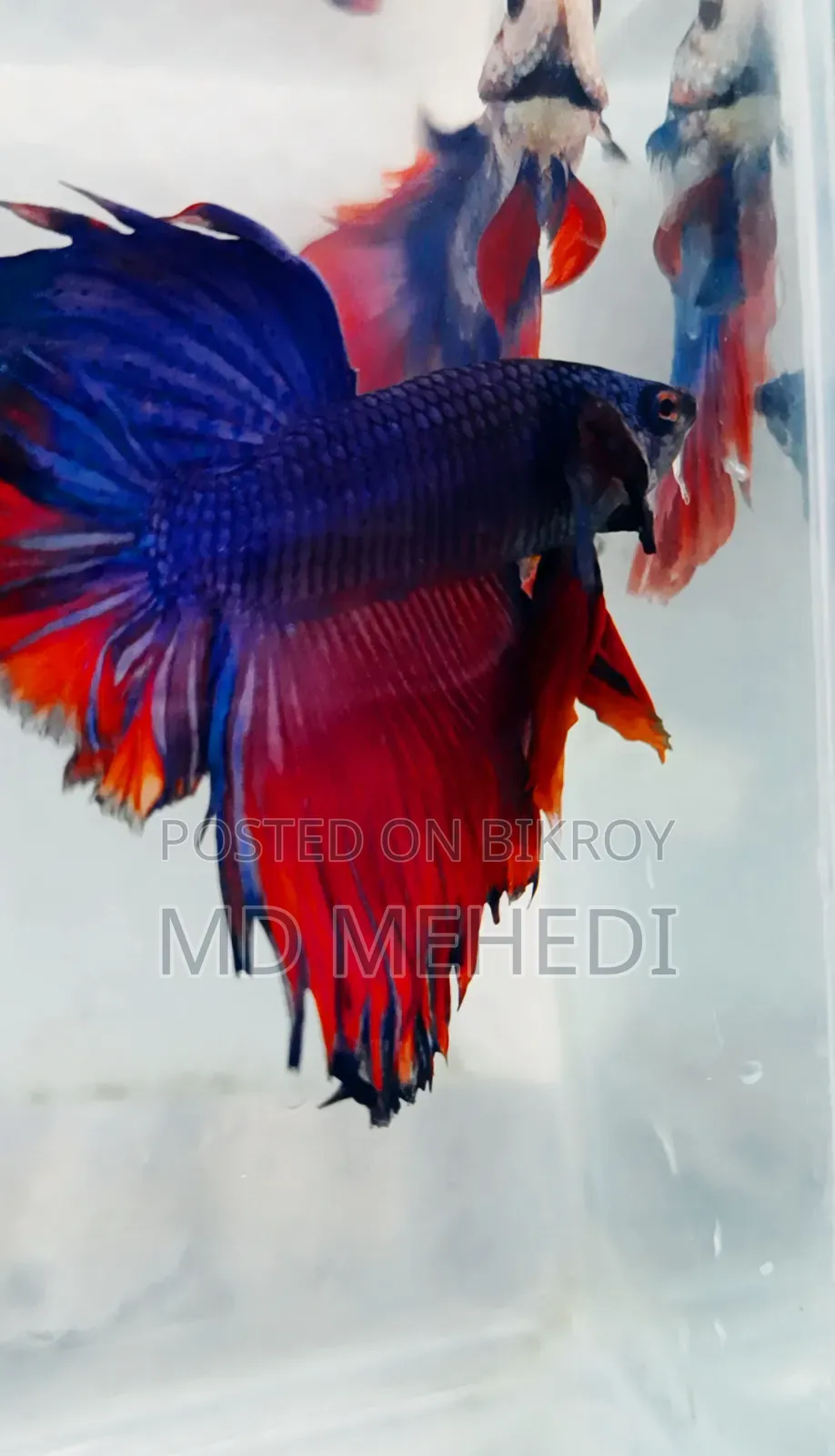 Bred Betta Fish (Quality Full)