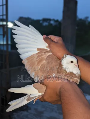 Lalgora Makra Eye Female Pigeon