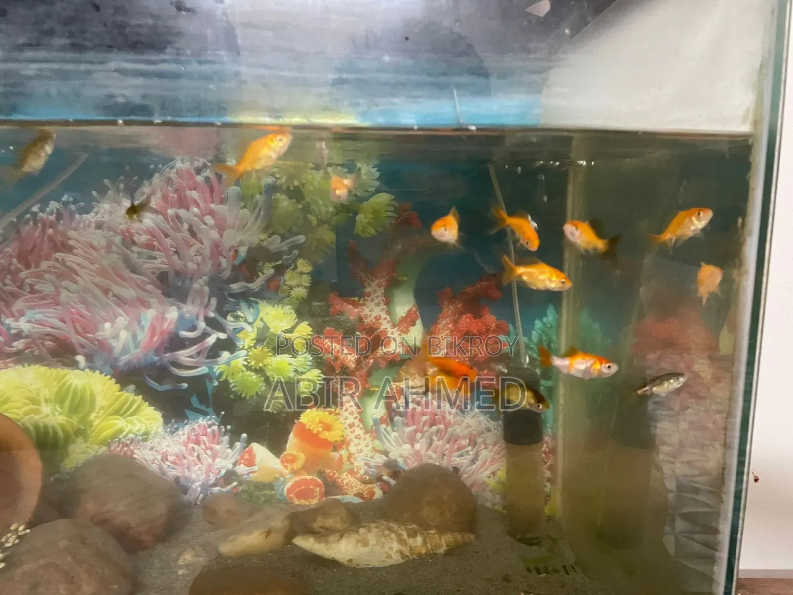 Gold Fishs