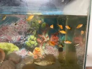 Gold Fishs