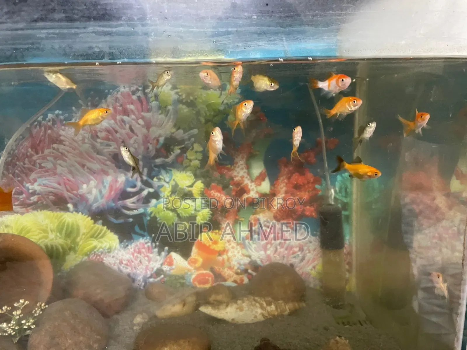 Gold Fishs