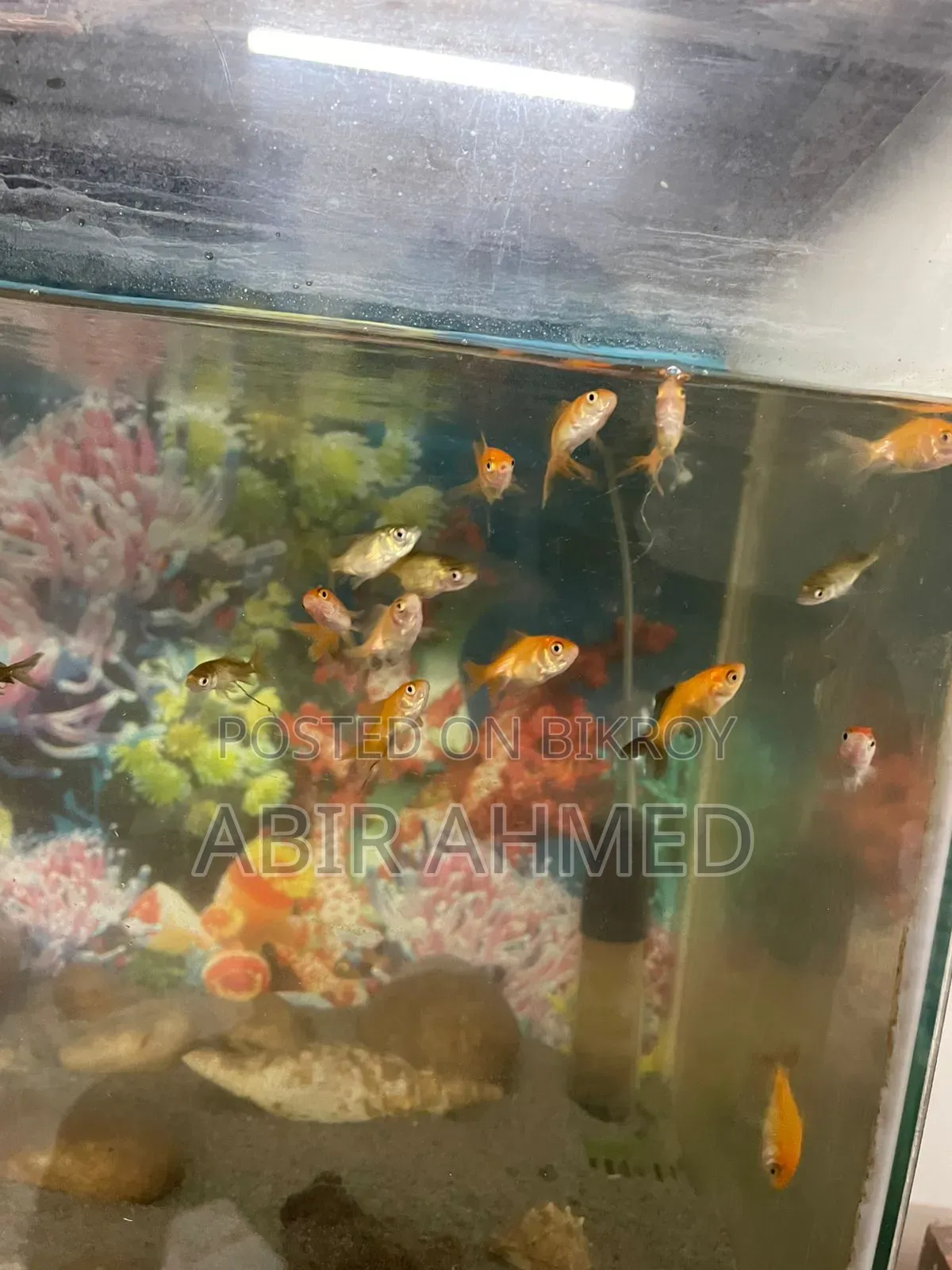 Gold Fishs